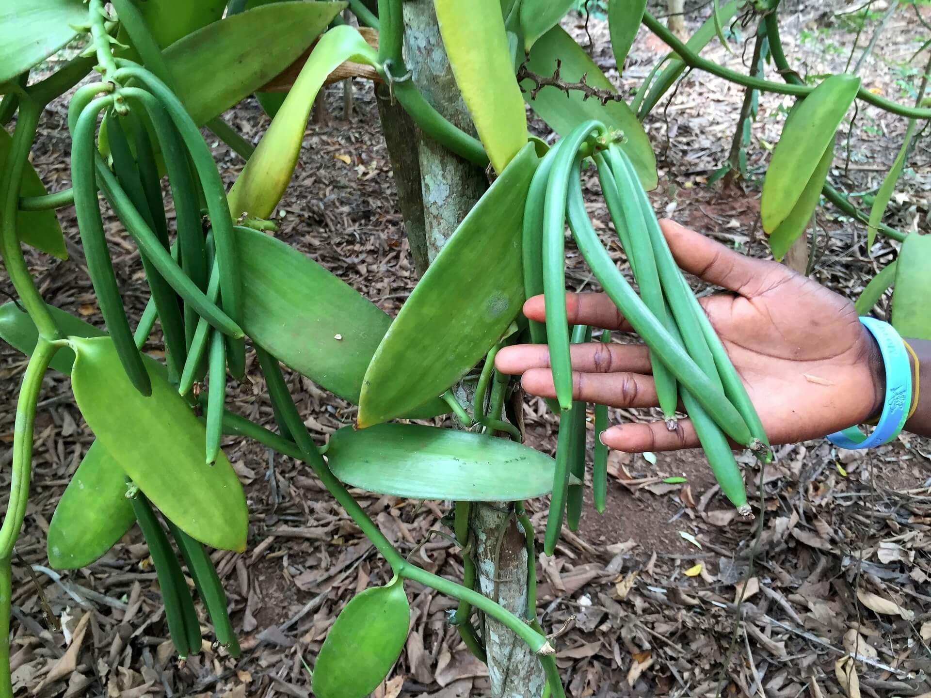 Vanilla beans being harvested.