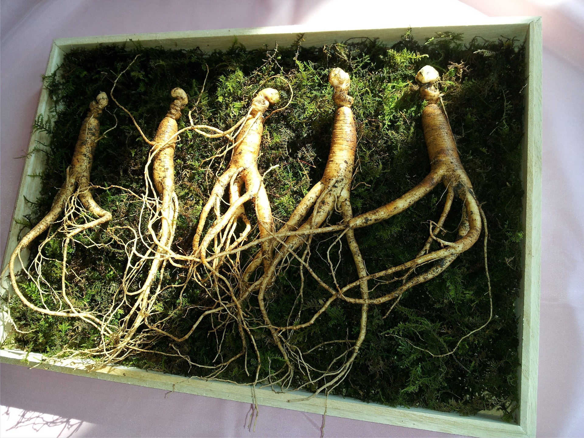 A crate of wild ginseng roots sitting on soil