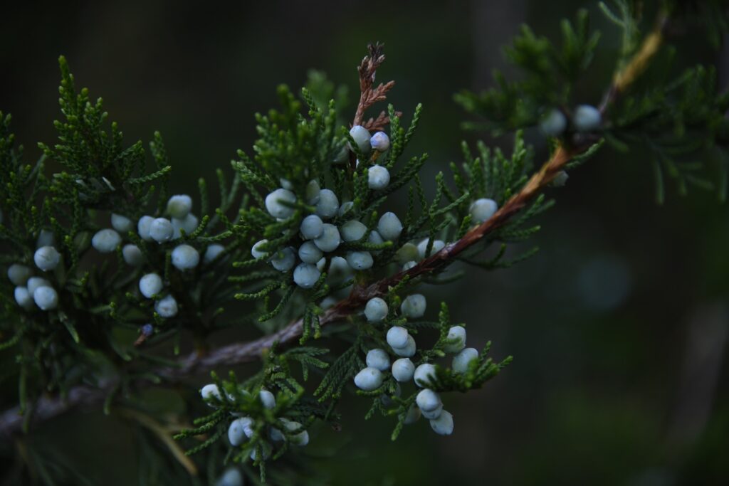 Botanicals and Functional Flavors