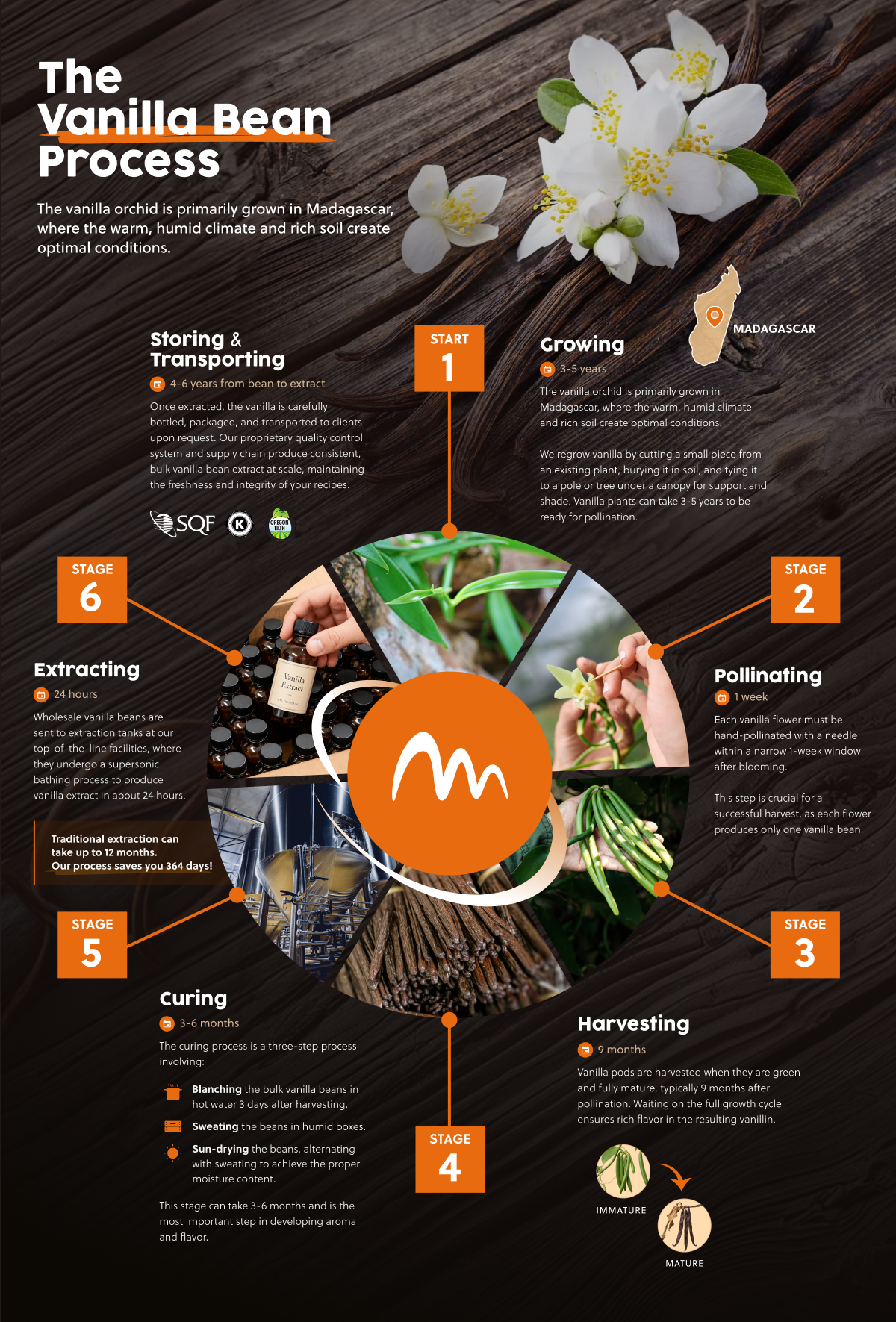 Vanilla Bean Process Infographics